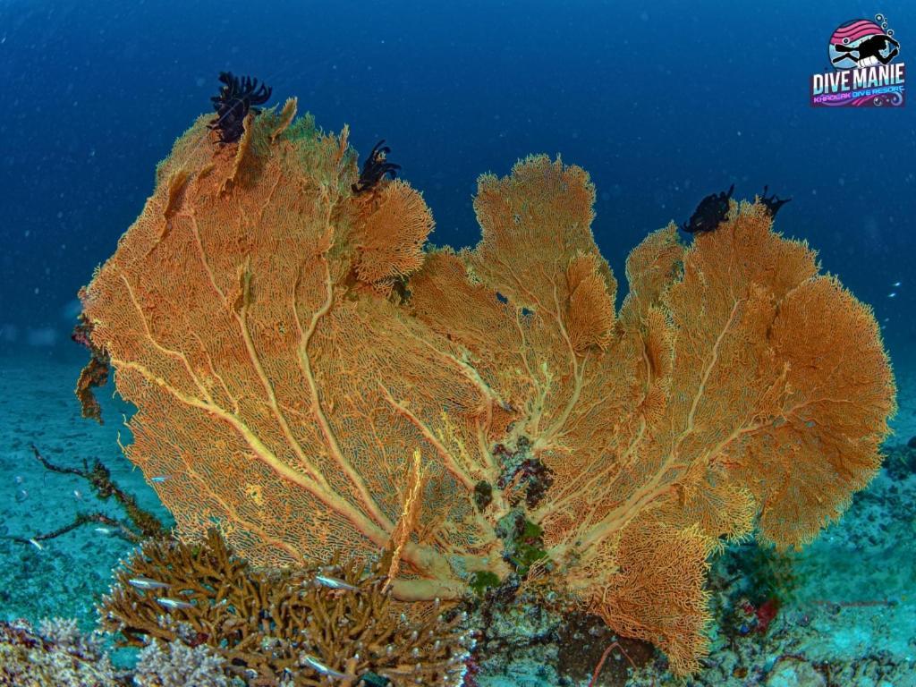 Khaolak Dive Resort Khao Lak Zewnętrze zdjęcie