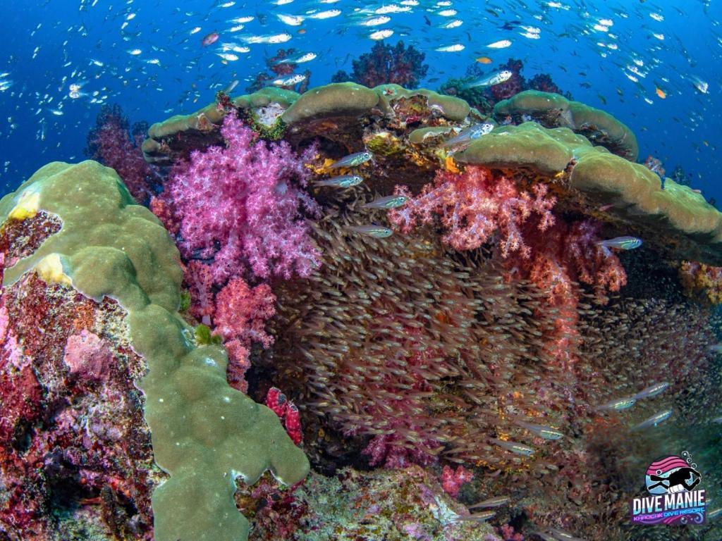 Khaolak Dive Resort Khao Lak Zewnętrze zdjęcie