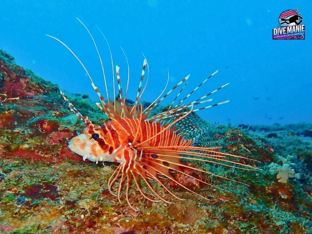 Khaolak Dive Resort Khao Lak Zewnętrze zdjęcie
